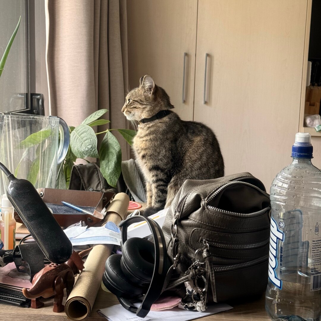 photo in profile of Fara rhe golden tabby sitting on a table surrounded by clutter. she is sat upright with her little front paws neatly together in front of her as she looks intently out the window.