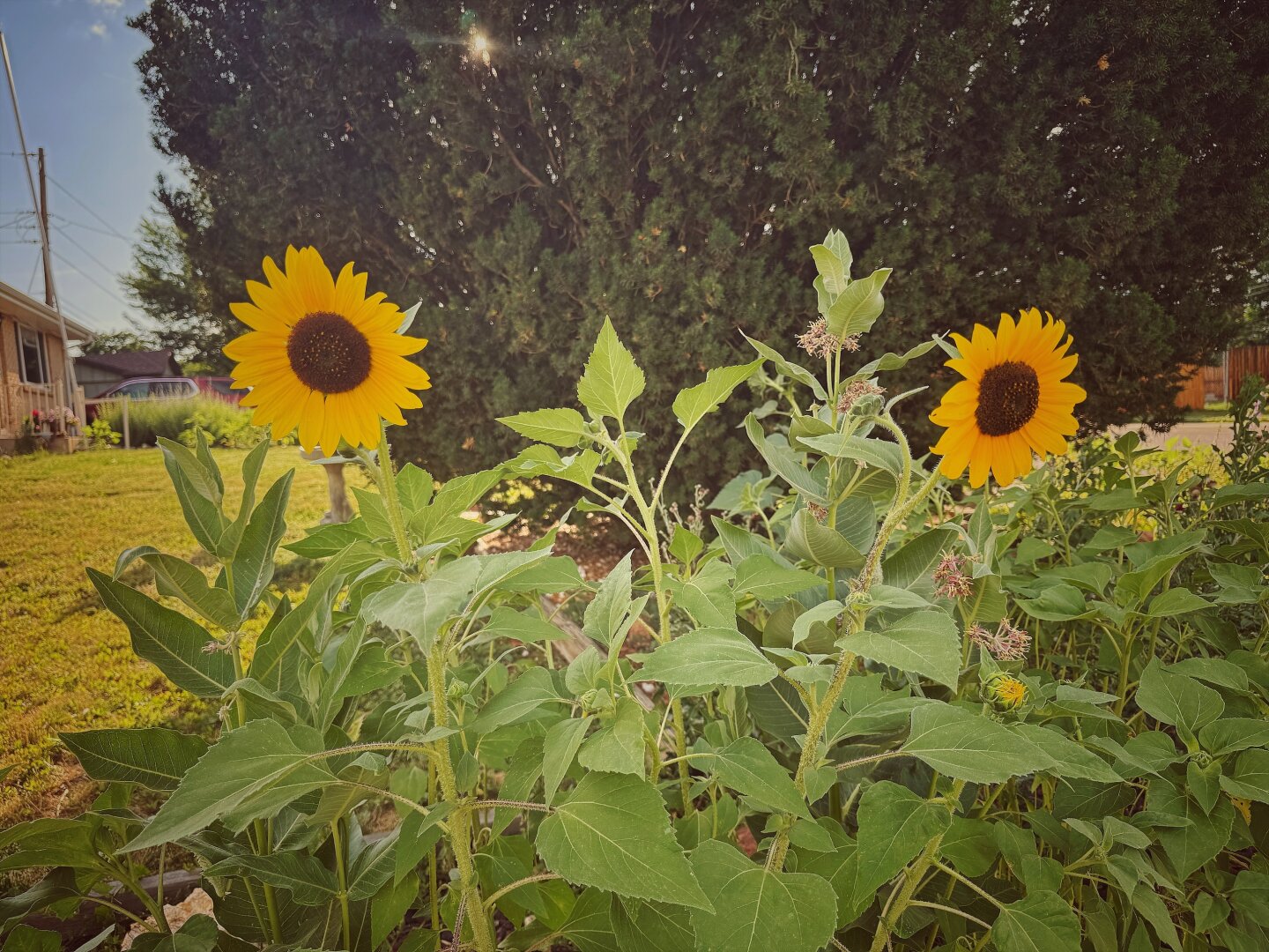Two yellow sunflowers, the sun peaking through, a tree in the background.