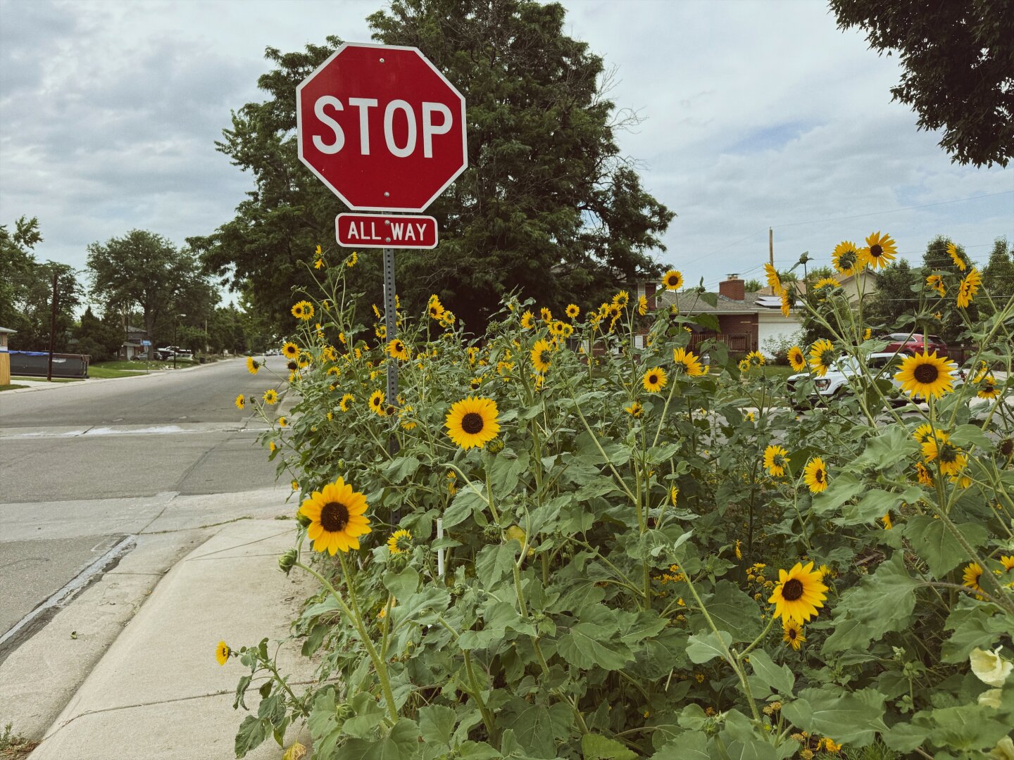Sunflowers in front of a stop sign