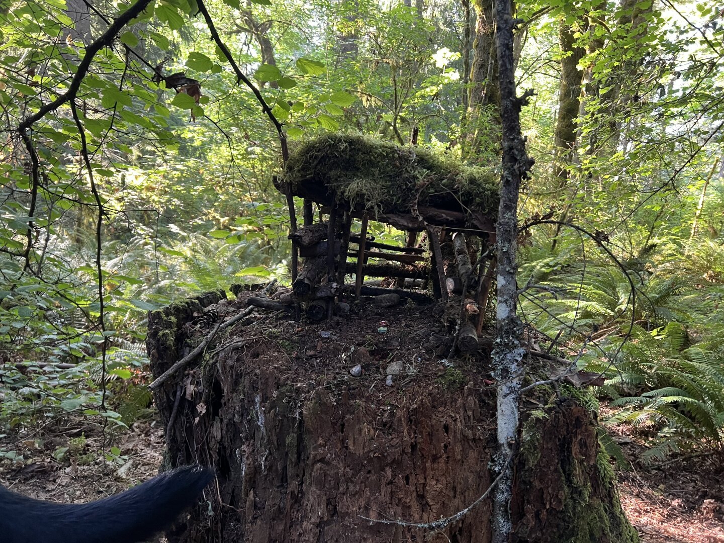 A small, rustic structure covered with moss is built on an old tree stump in a forest setting.