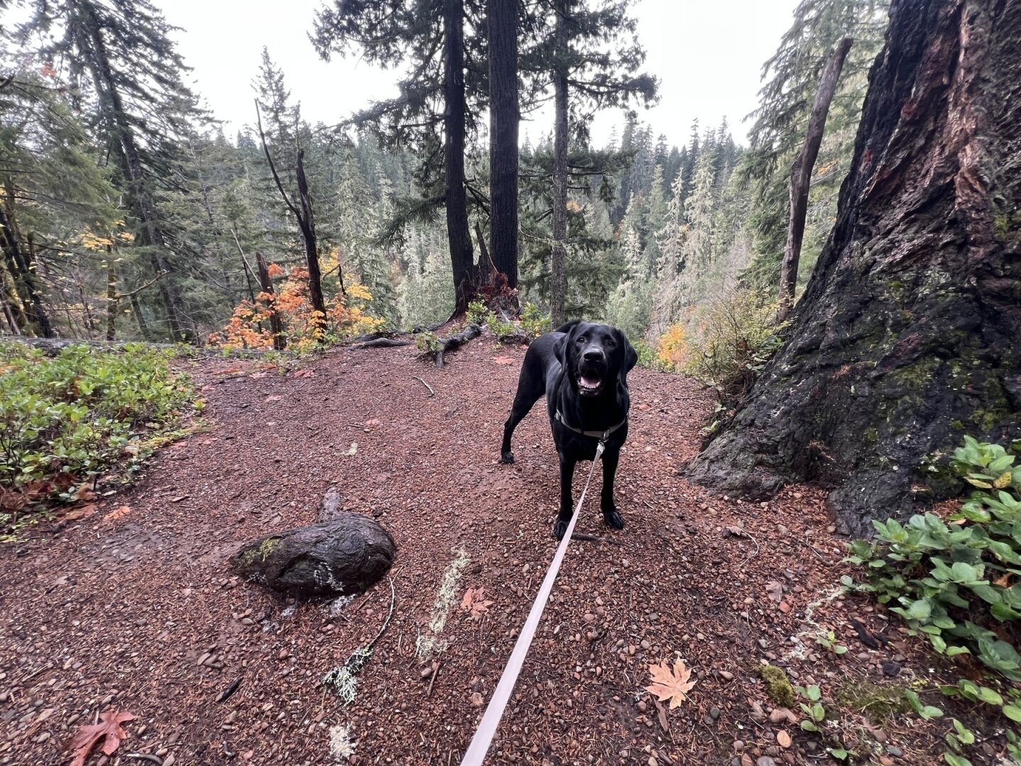 Black lab named Finn with his mouth open looking back at the camera at the end of a leash in the woods.