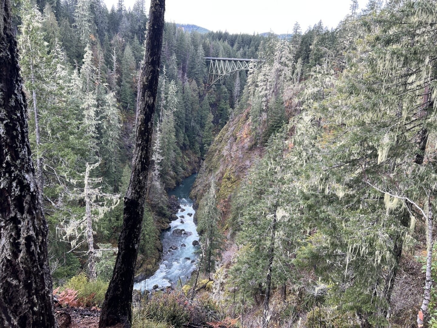 River gorge with a bridge in the distance.  Steep hills on either side are covered in evergreen trees. Two tree trunks are visible I. The left of the frame foreground.