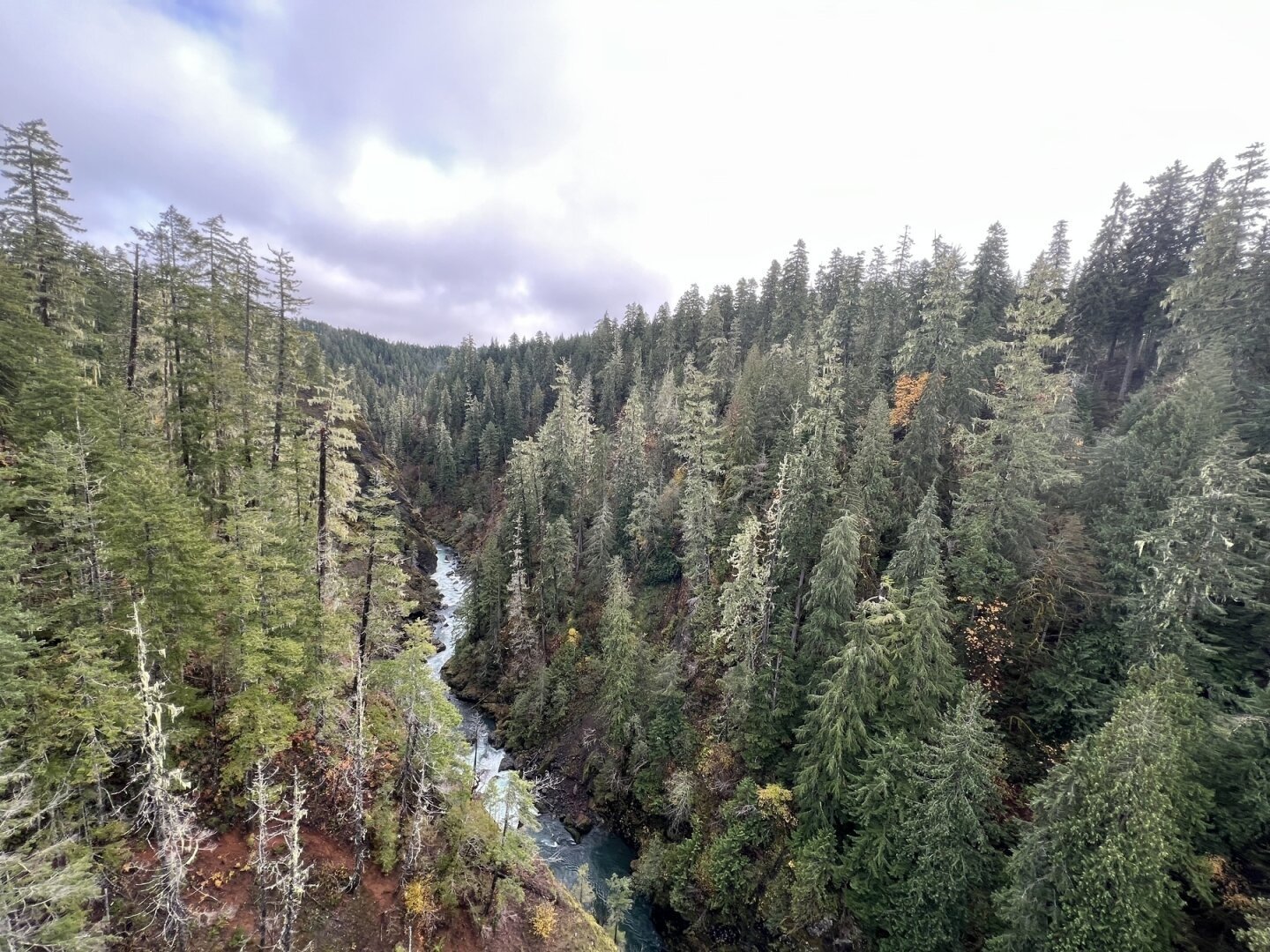 River gorge with tall evergreens on either side with a cloudy sky above