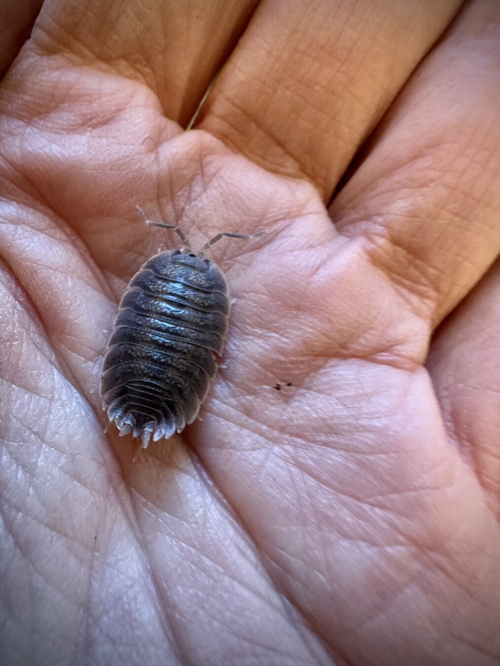 Grey isopod on hand of human