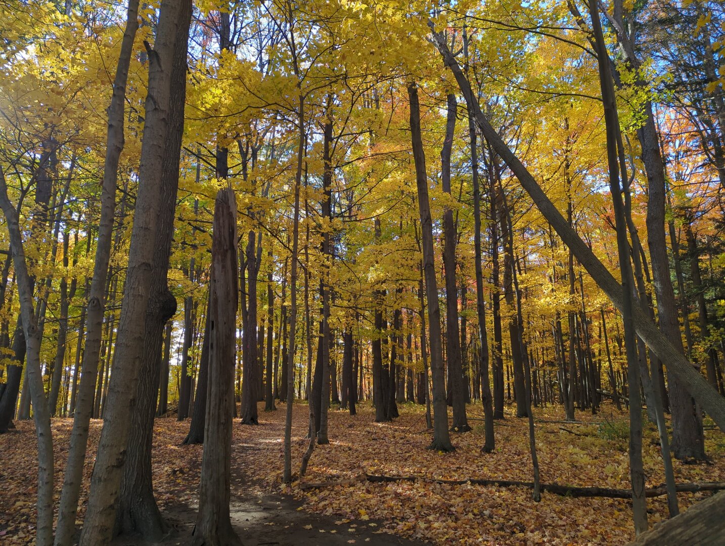 The photo frame is full of tall, straight maple tress with high canopies and very few branches until the top. All the leaves on the tress tops are bright yellow. The ground is covered in orange and yellow leaves.