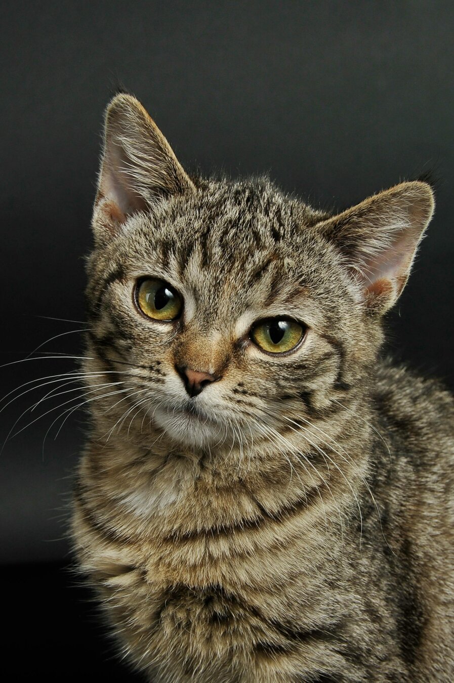 An image of a grey coloured cat.