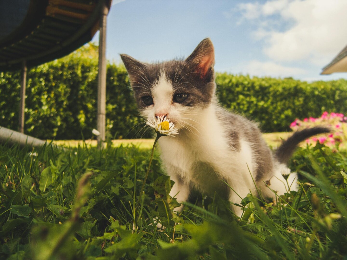 A grey and white kitten sniffing a daisy in the grass.