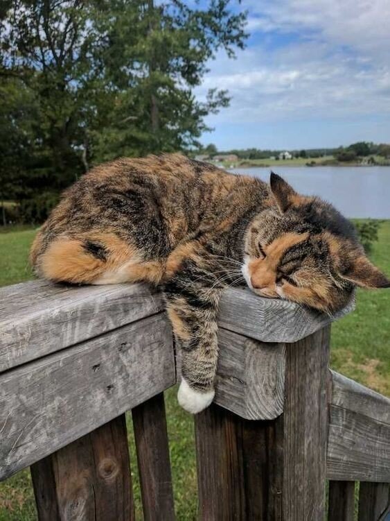 A cat is sleeping over a fence.