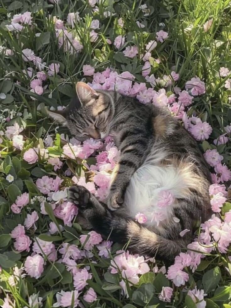 A grey coloured cat is surrounded by pink flowers. Cat is sleeping.