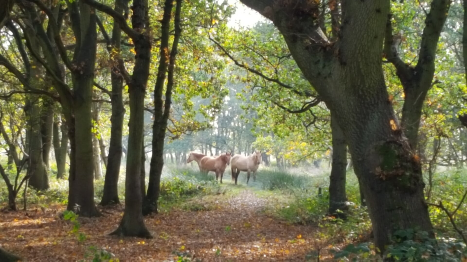 Mountain ponies seen from a woodland glade. Brown leafs are scattered on the ground. Emerald green leafs on the branches catch the bright sun light