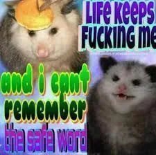 Opossum with a safety helmet saying that life keeps fucking him and he can't remember the safe word