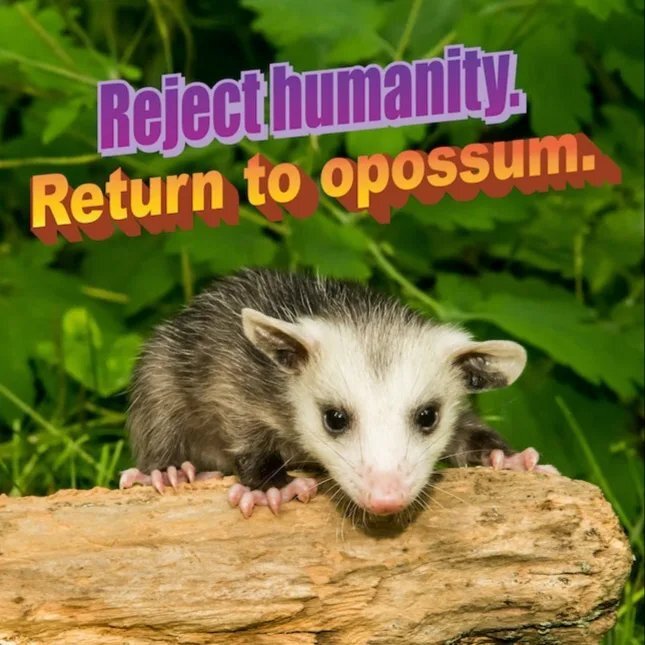 An opossum on a branch, encouraging you to reject humanity and return to opossum