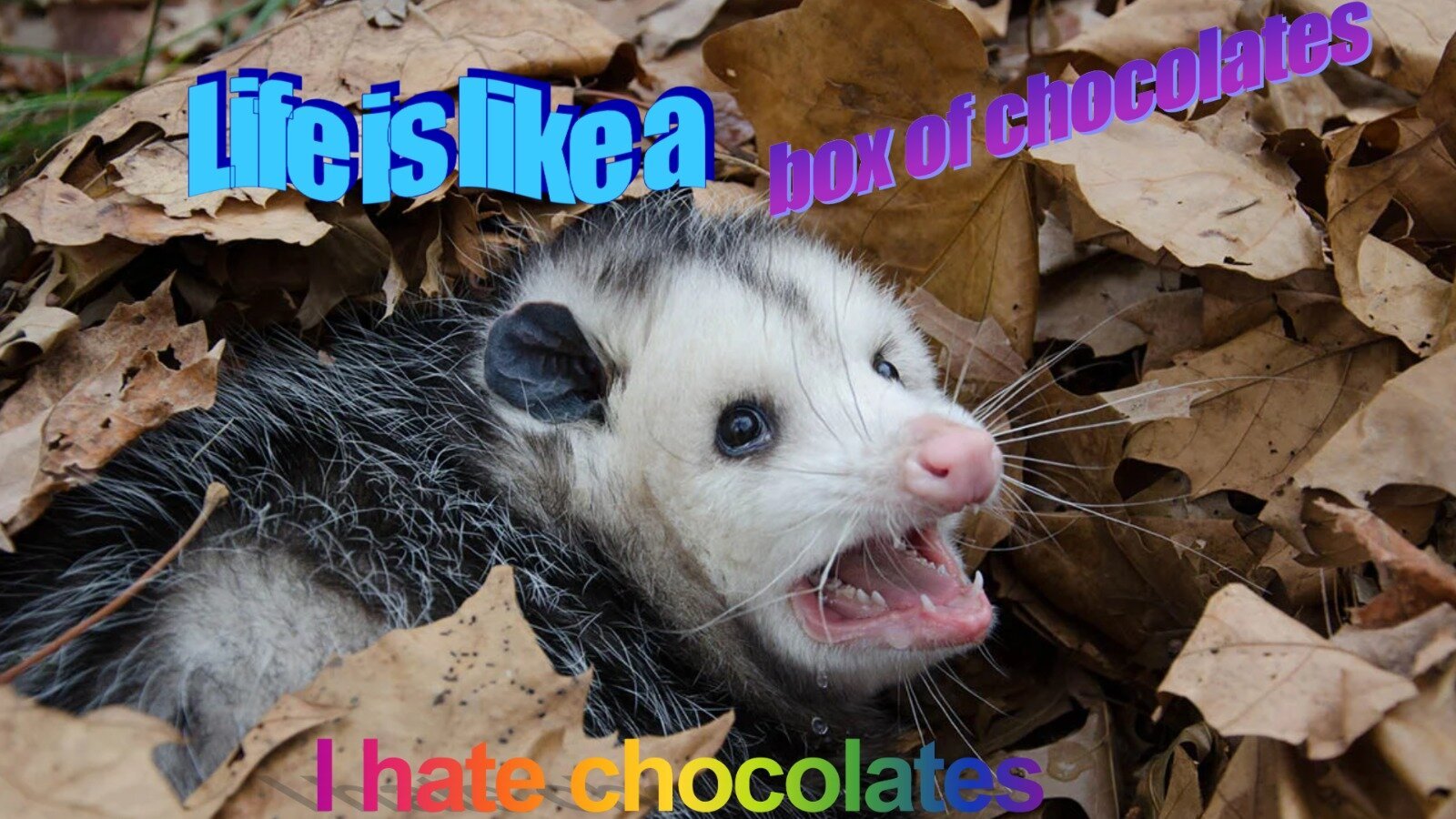 An opossum hissing in the middle of autumn leaves, claiming that life is like a box of chocolates, he hates chocolates