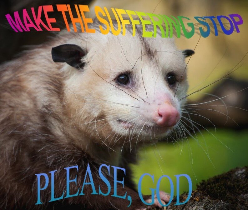 Sad opossum beggin God to make the suffering stop