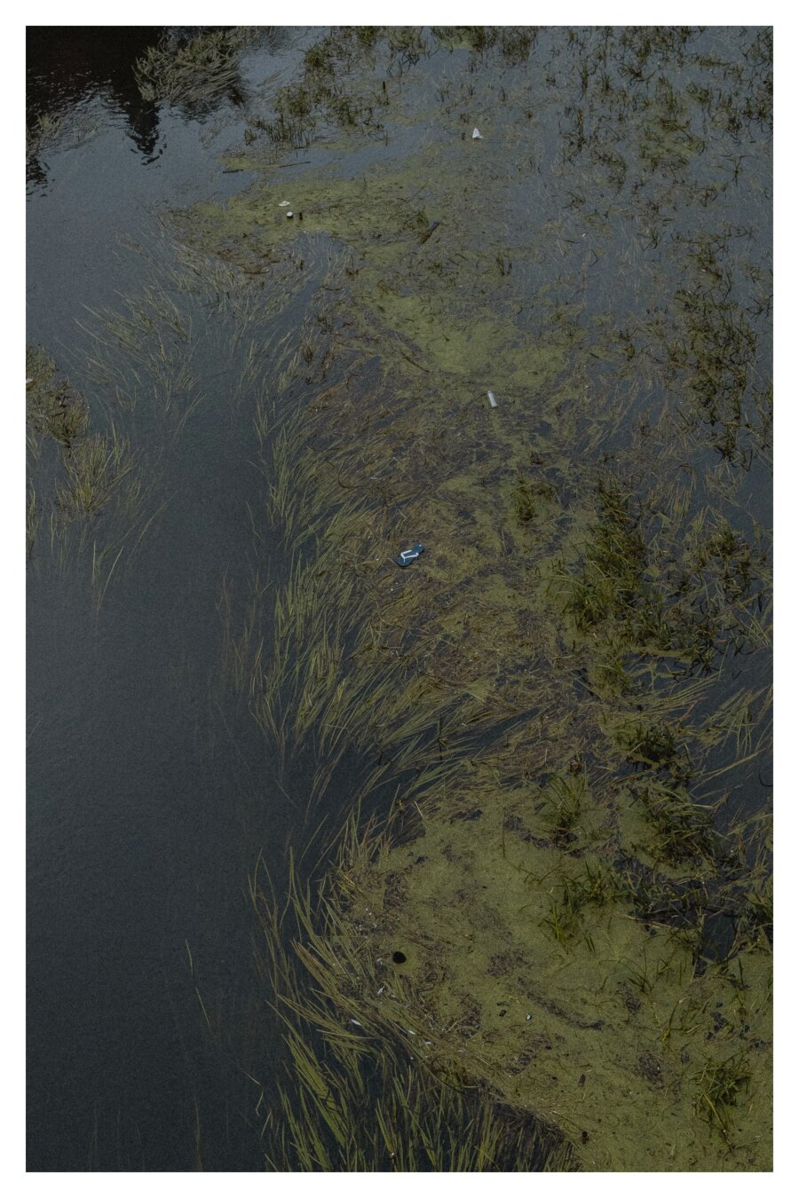 A blue and white Flip Flop is swimming over green River plants in a dark and calm river.