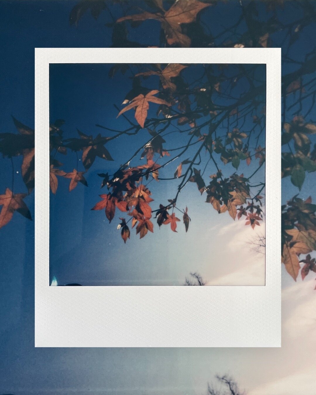 A Polaroid photo of a branch with orange, yellow and red coloured leaves against a blue sky. The photo has a white border. Around the white border is a border with the same image as the Polaroid photo.