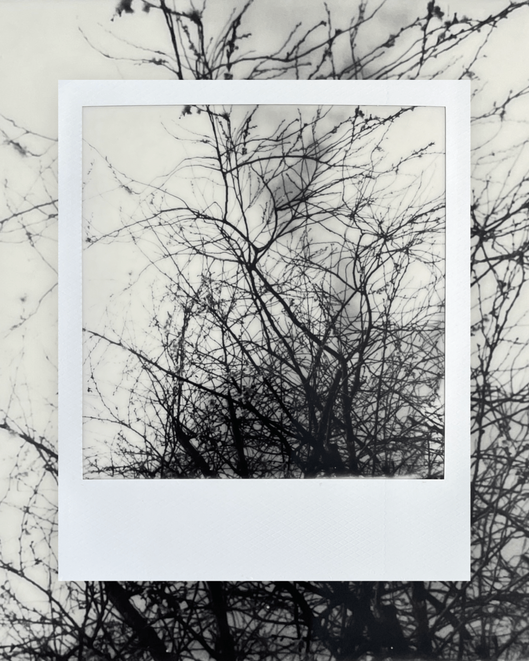 A black and white Polaroid photo of bare branches against the sky. Around the photo is a border of the same photo.