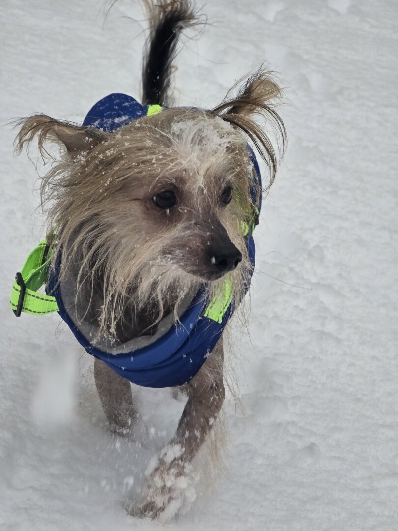 Chinese Crested dog wearing a blue Nautica jacket in the snow