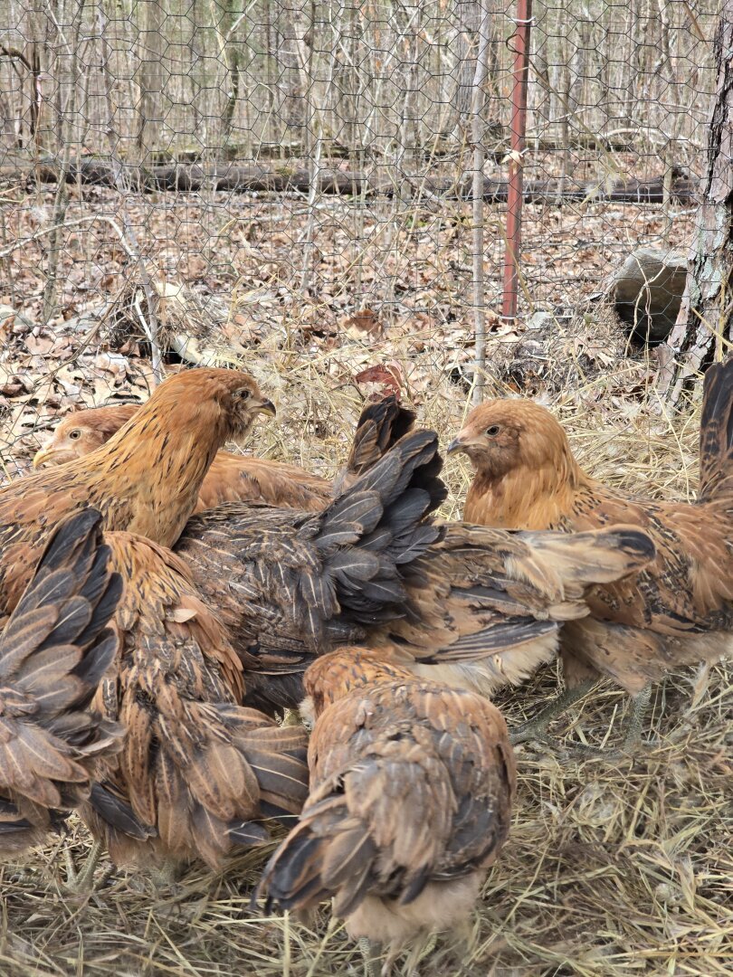 Ten easter egger chickens in a pen