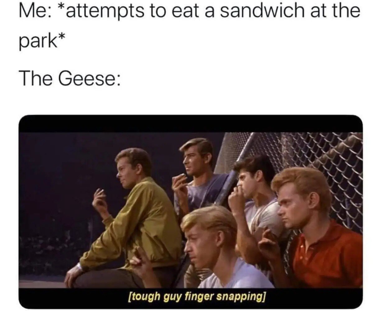 [text above]
Me: *attempts to eat a sandwich at the park*
The Geese:

[picture]
Several "tough guys" snapping their fingers looking in the same general direction