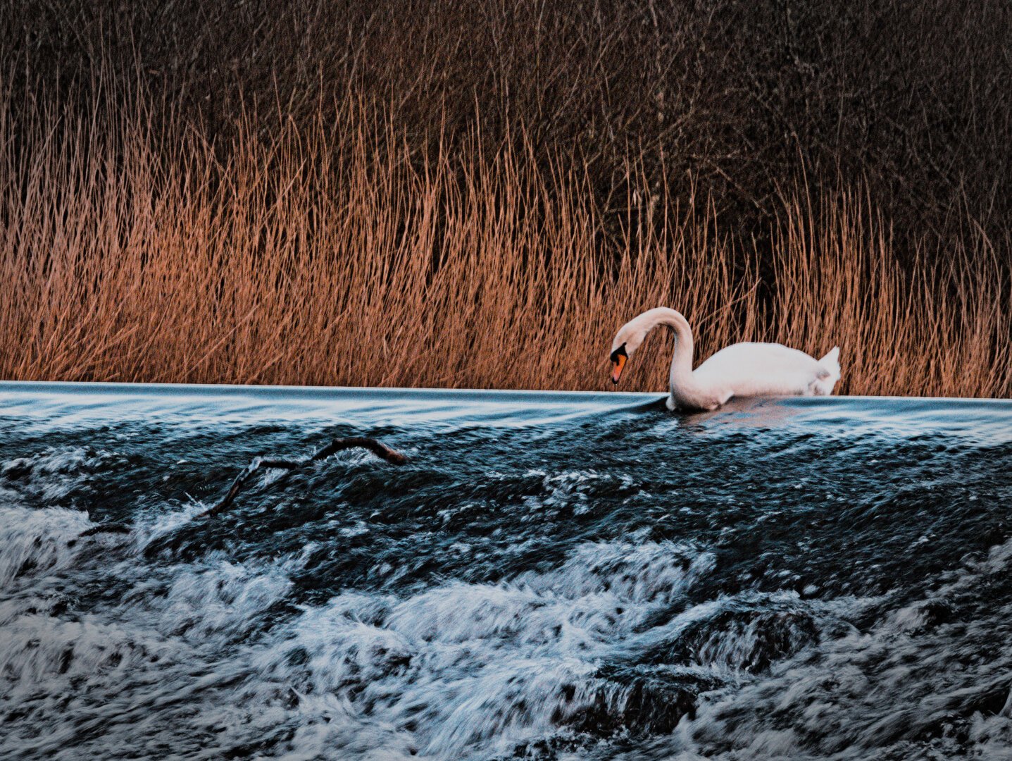 two swans feeding at sunrise