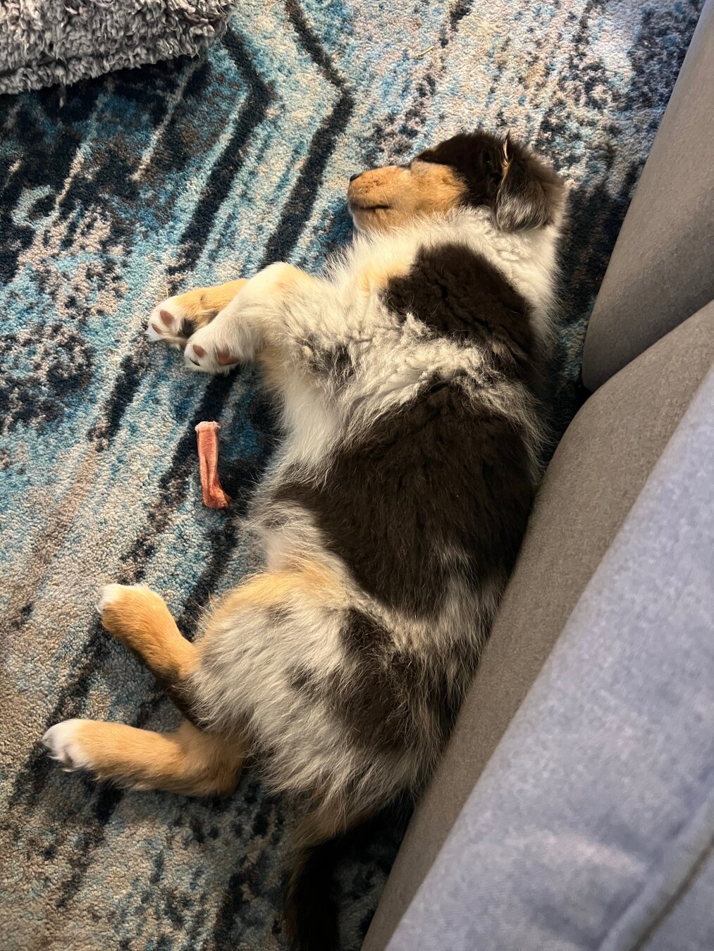 Photo of an Australian Shepherd puppy sleeping