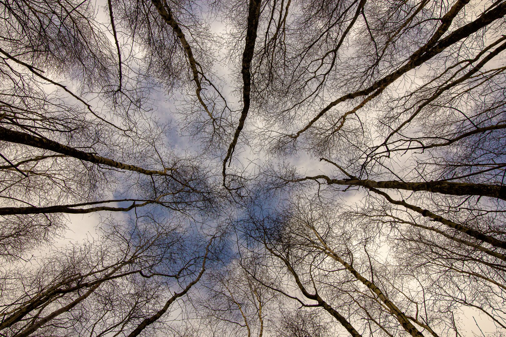 Looking straight up through a circle of tall, slender birch trees whose bare branches stretch toward the cloudy sky, forming a delicate web of lines that radiate outward like spokes from a centre of soft blue light. The scene conveys a sense of symmetry, calm, and quiet connection with nature.