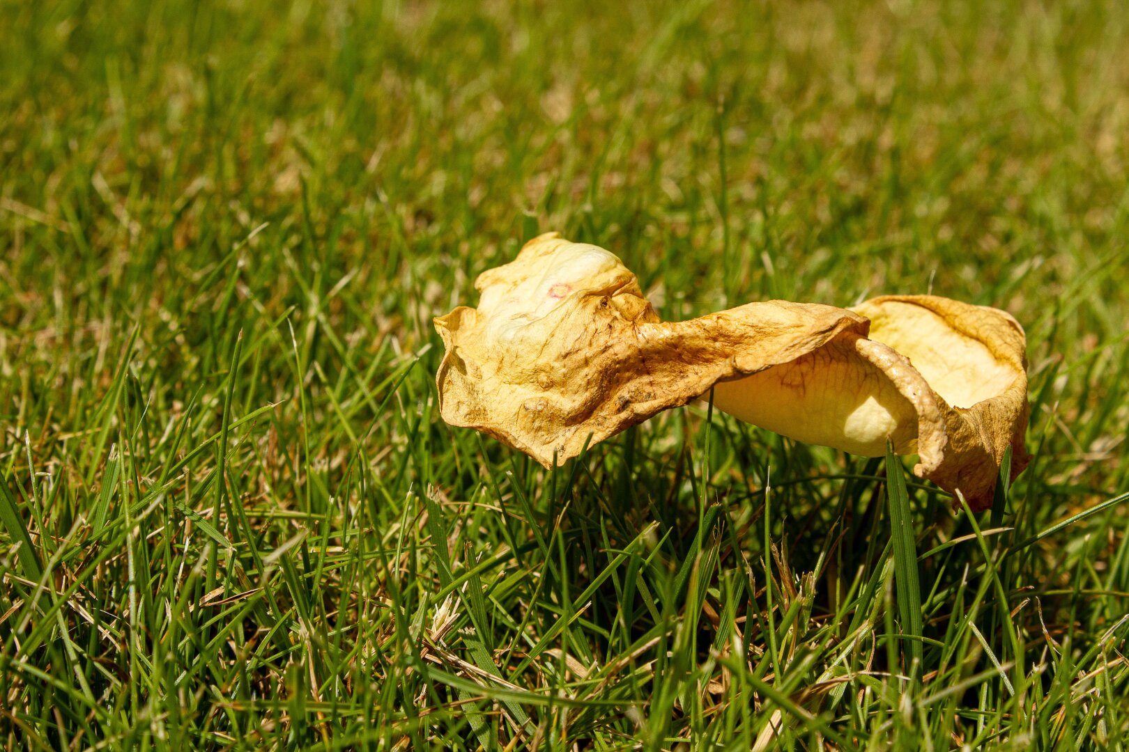 A dried yellow rose petals lying on a patch of sunlit grass. Their curled, papery edges and muted tones contrast with the fresh green blades around them, evoking a quiet sense of decay and renewal under bright midday light.