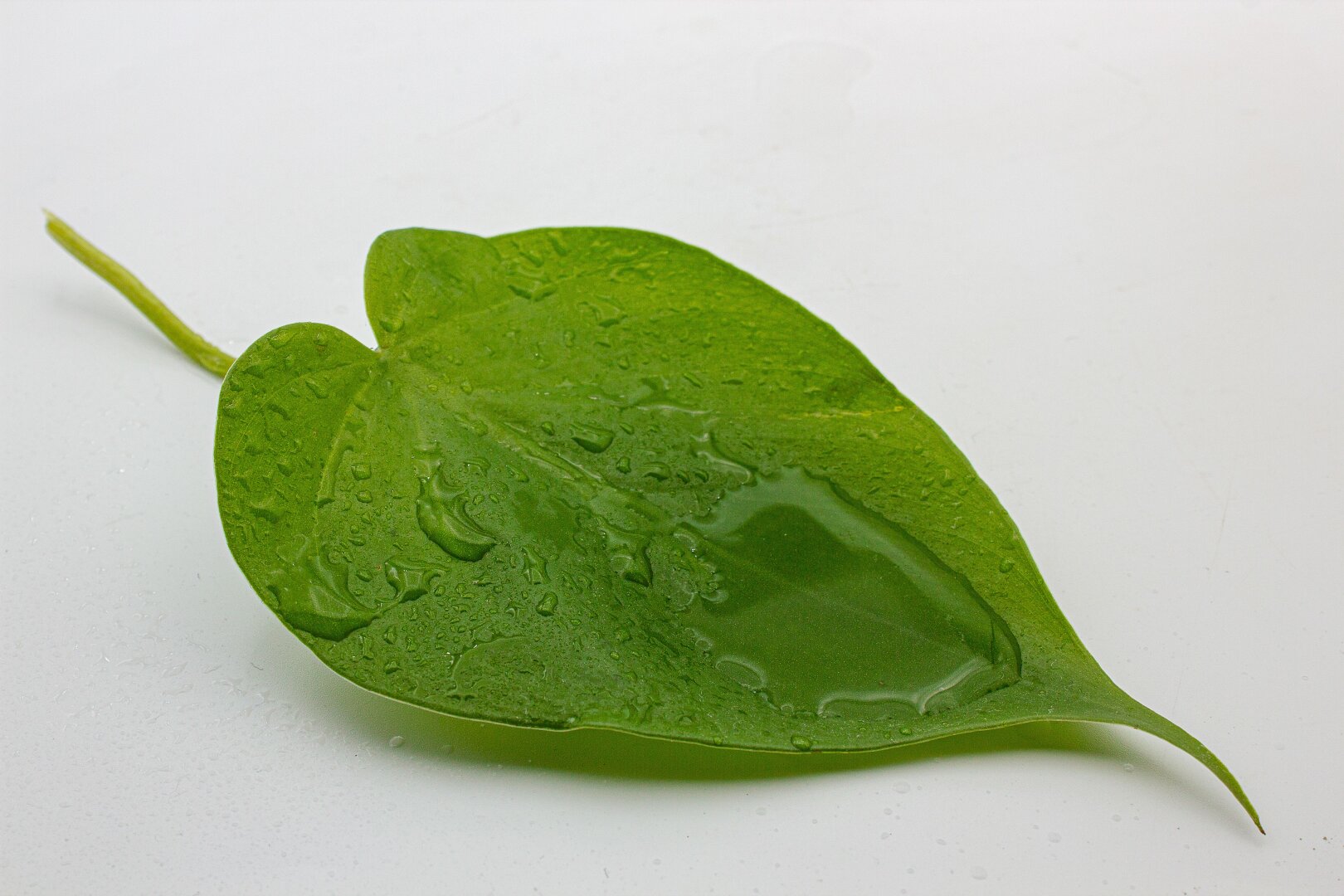 A bright green leaf with water droplets and a small puddle of water on its smooth surface, photographed against a plain white background.”
