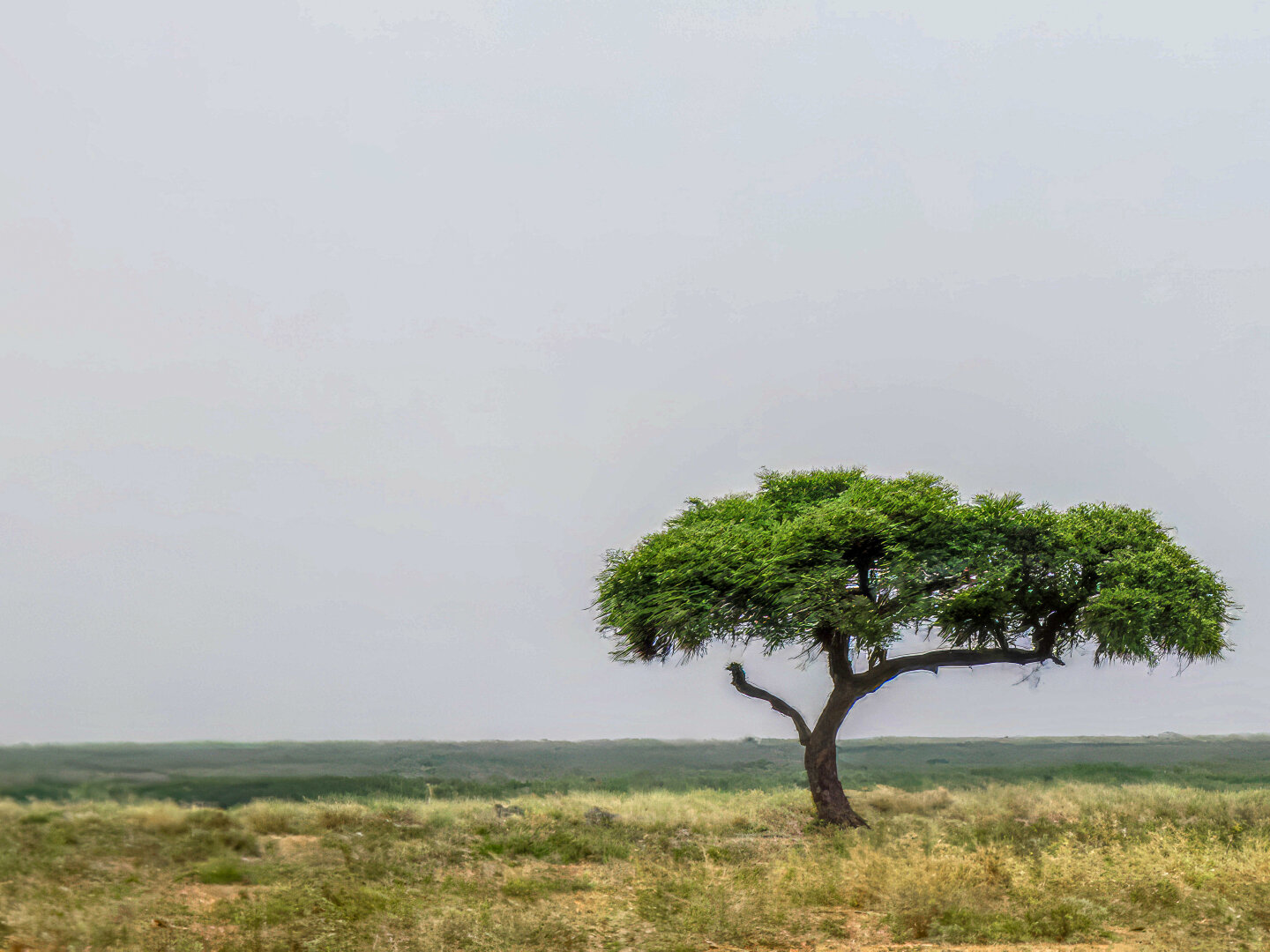 Lone acacia tree with a broad green canopy stands on dry grassland in Amboseli, Kenya, under a pale, hazy sky that emphasizes its isolation and graceful form.