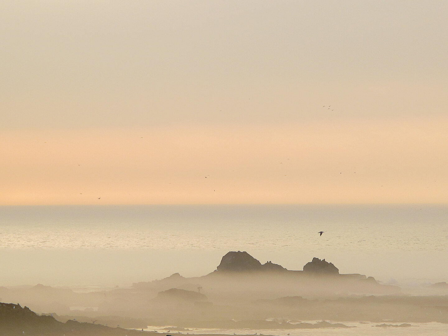 Soft sea mist drifts across rocky outcrops along the Essaouira coast, Morocco, under a pale peach‑grey sky at dawn, with faint silhouettes of birds gliding above the calm ocean horizon.