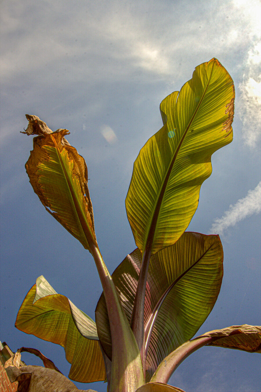 Low‑angle view of a banana palm shot from ground level against a bright sky. Sunlight filters through the large, green‑gold leaves, revealing their ribbed texture and reddish stems. Some leaf edges are dry and curled, adding contrast to the vibrant, translucent foliage.