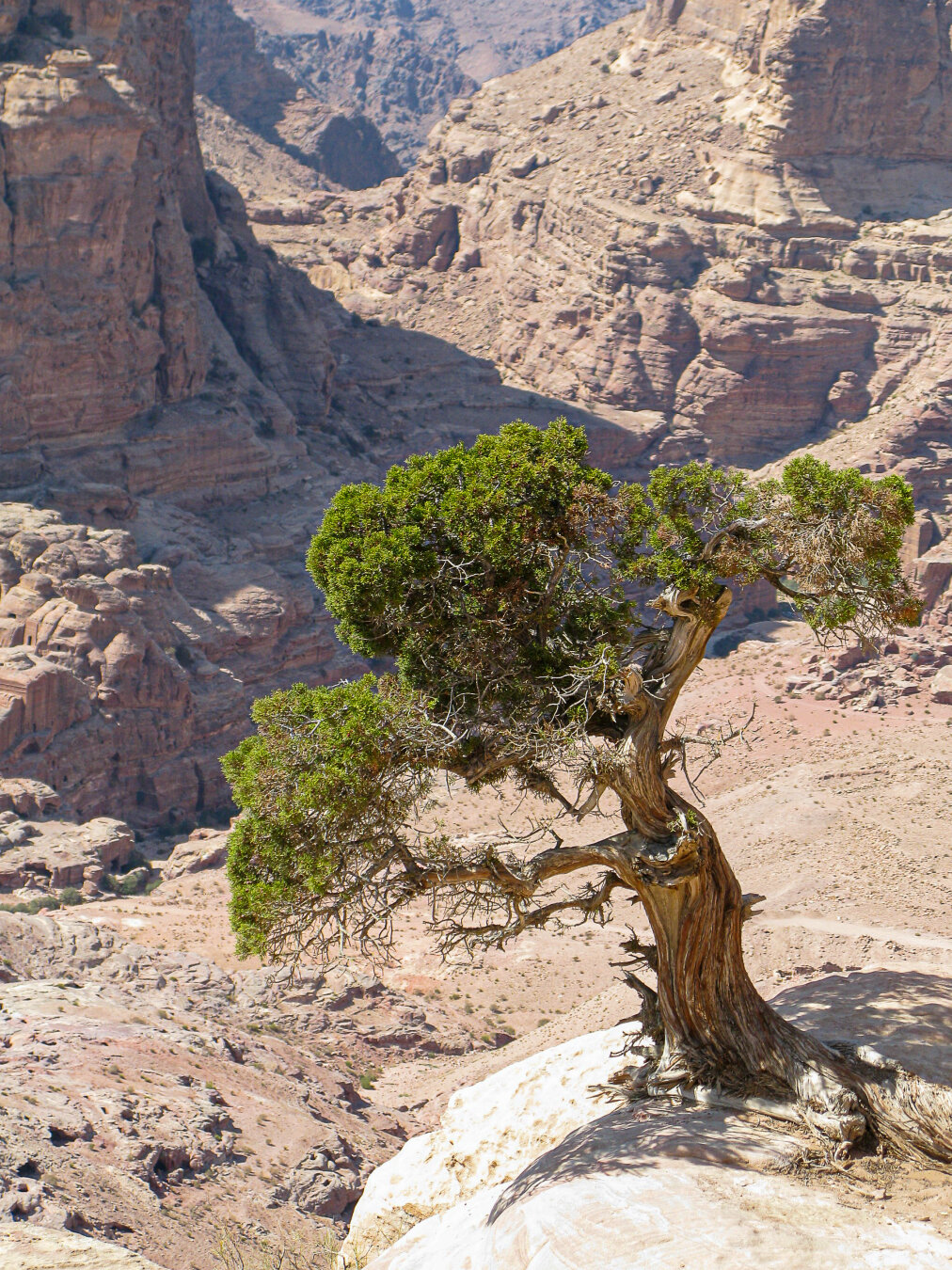 “Lonely tree with twisted trunk and green foliage clinging to a sunlit rock ledge above rugged sandstone cliffs in Petra, Jordan