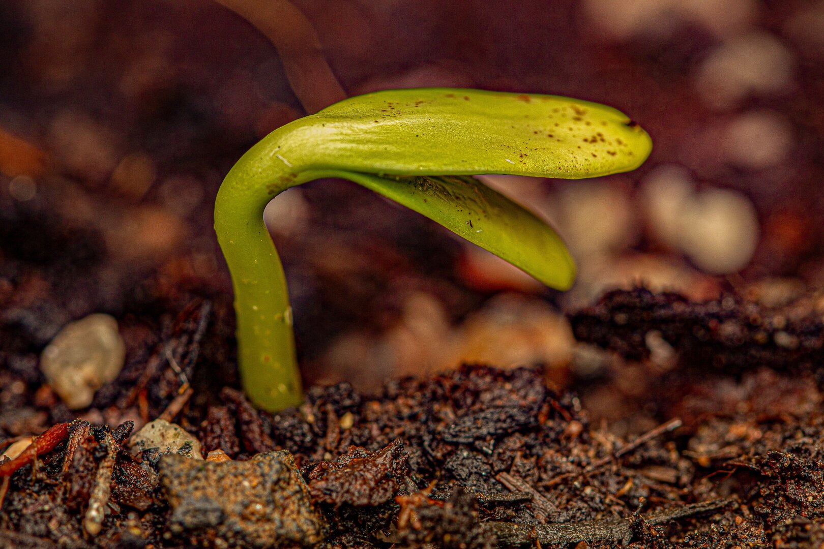 A close‑up, ground‑level view of a bright green seedling emerging from dark, textured soil.