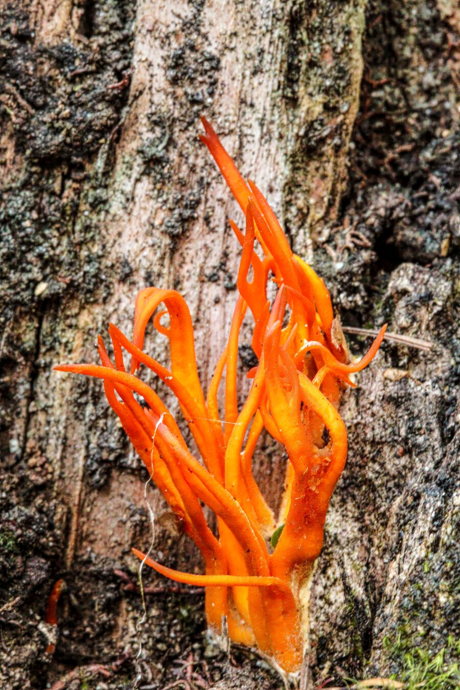 Worm’s‑eye view of vivid orange staghorn fungus growing from rough brown tree bark. The slender, flame‑like branches twist upward, their glossy surfaces contrasting sharply with the textured wood and scattered moss at the base.