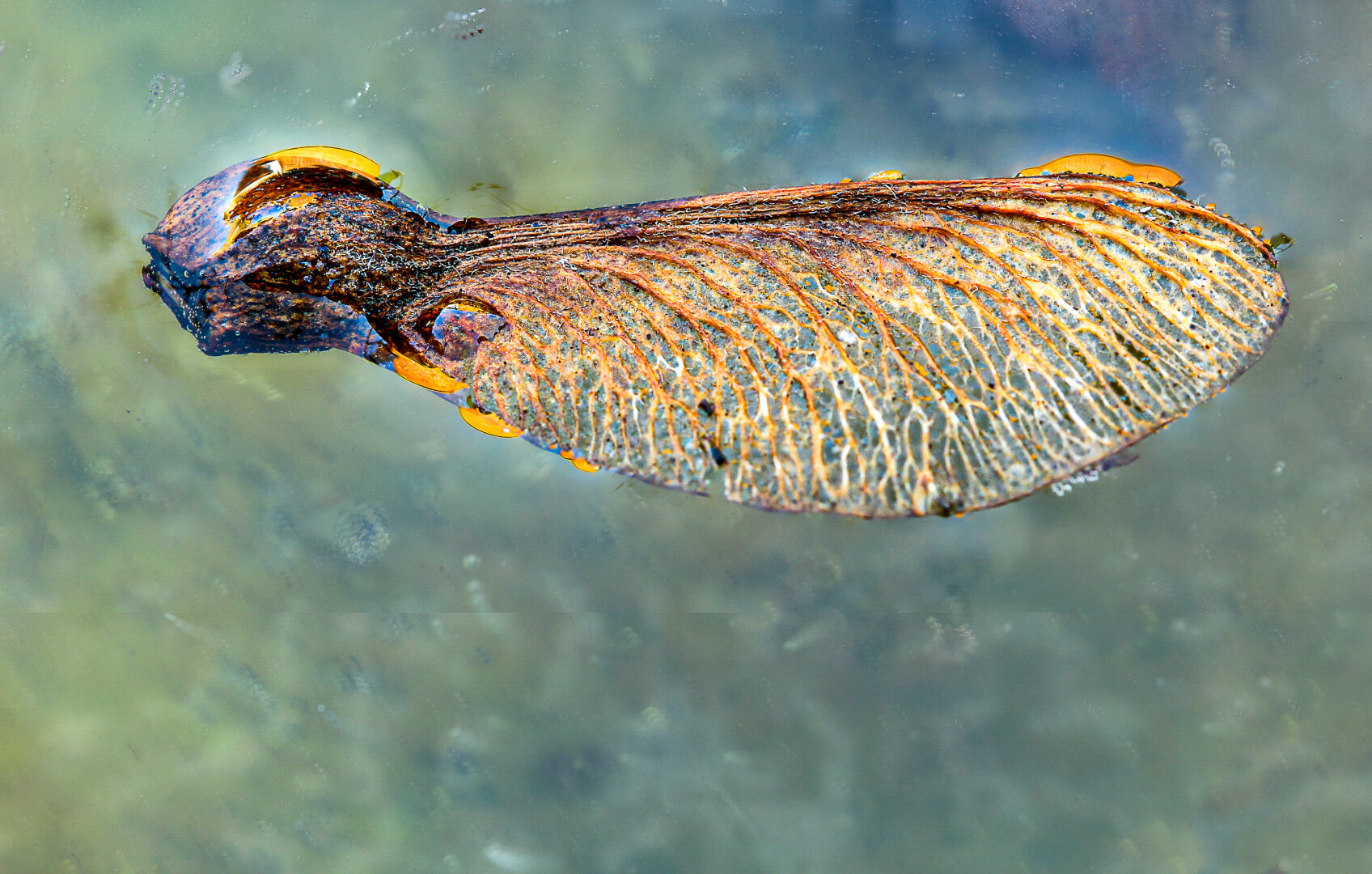 Macro photograph of a single sycamore seed floating on still water. The winged seed fills most of the frame, revealing intricate vein-like patterns and rich orange-brown textures, while small droplets cling to its edges. The softly blurred blue-green water creates an impression that the seed is suspended in mid-air.