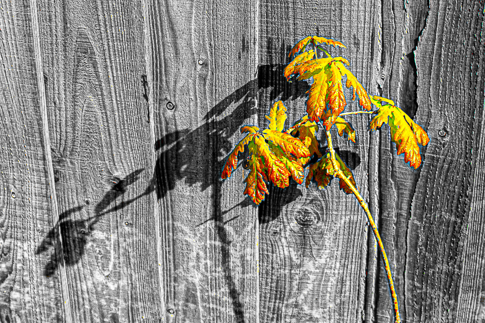 A slender oak branch bearing partially turned autumn leaves is positioned against a textured wooden fence. The leaves display a mix of green, yellow, orange, and brown tones, while the rest of the image is rendered in black and white. Strong sunlight creates a crisp shadow of the branch and leaves across the fence, highlighting the contrast between the colourful foliage and the monochrome background.