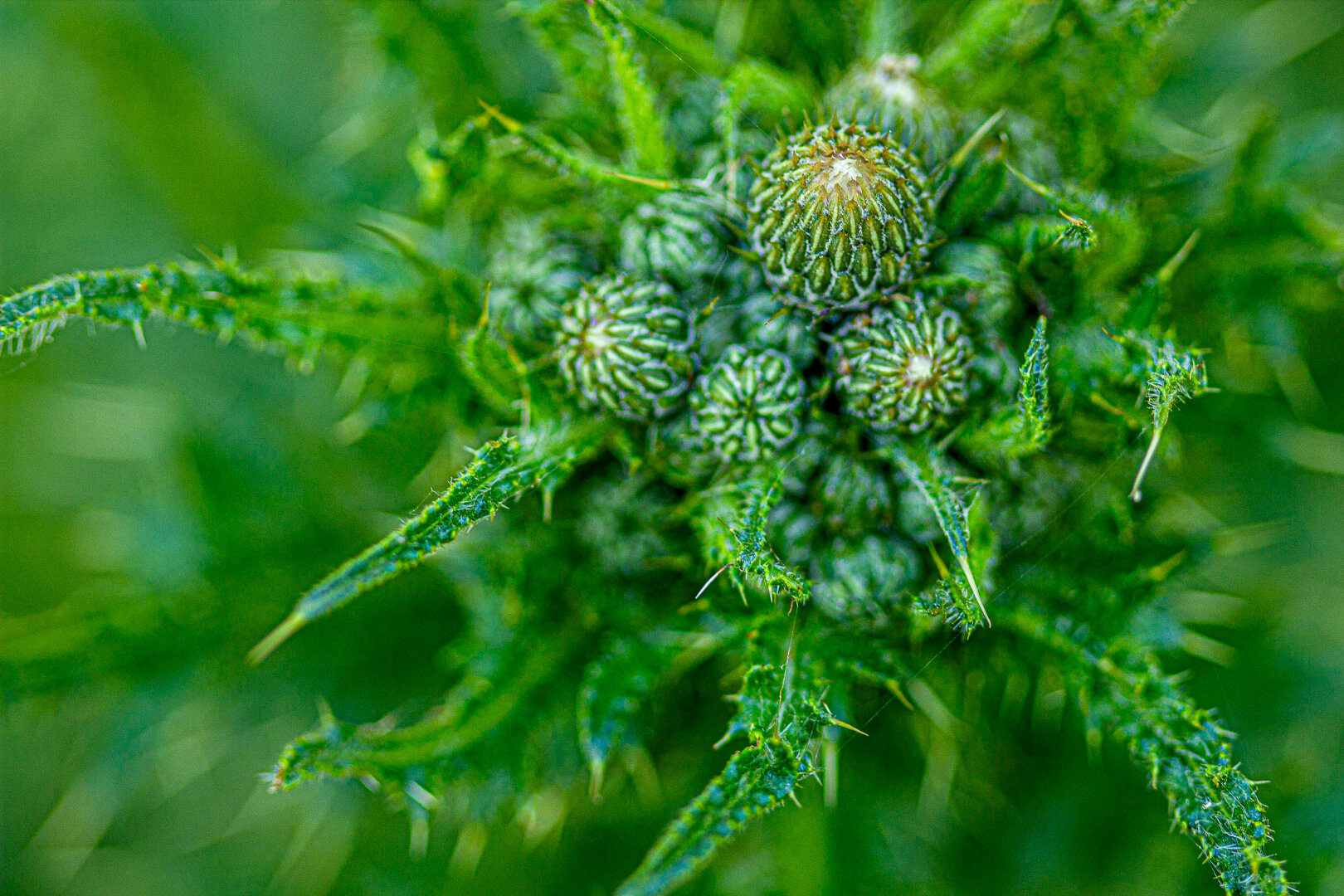Macro photograph of a young thistle in early growth, showing a tight cluster of unopened flower buds surrounded by spiny green bracts. Fine hairs and sharp thorns are visible in crisp detail, while the surrounding foliage fades into a soft green blur.