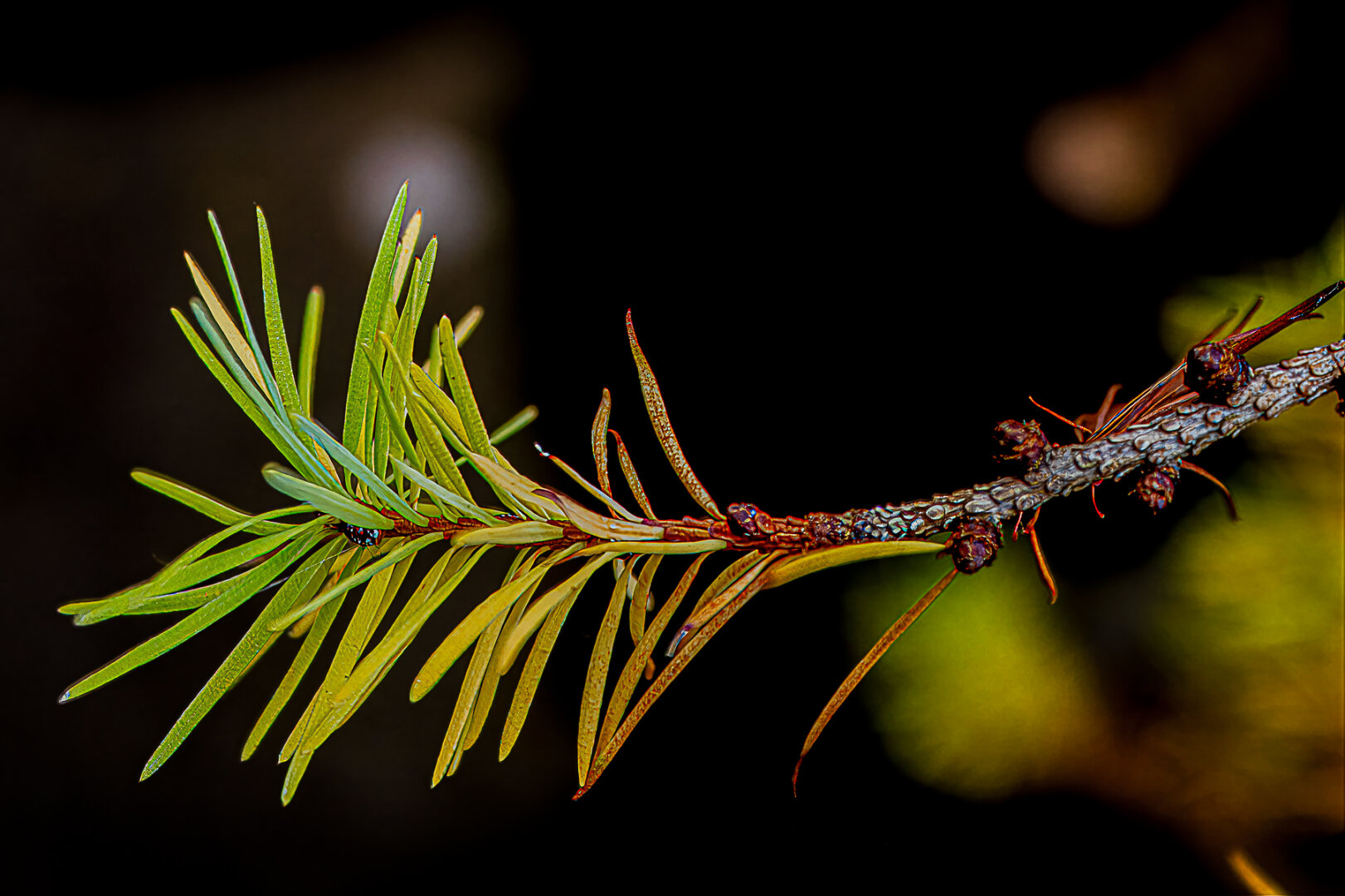 Close-up of a larch branch with clusters of soft needles turning from green to pale yellow as autumn begins. Several needles are thinning and drooping along the twig, while small buds and textured bark are sharply detailed against a dark, blurred background.