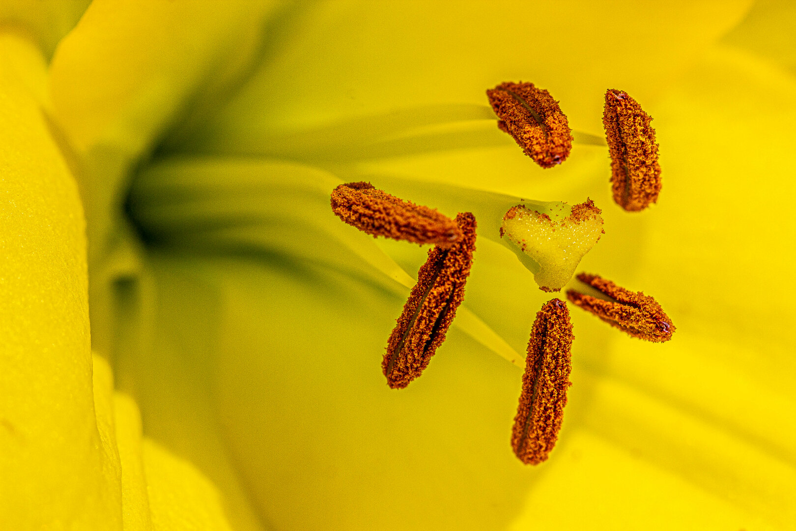 An extreme close-up view inside a yellow lily flower. Six rust-orange anthers coated with pollen radiate around a pale yellow, heart-shaped stigma at the centre. The vivid yellow petals fill the frame, creating a warm monochromatic backdrop, with shallow depth of field emphasising the intricate textures of the pollen and reproductive structures.
