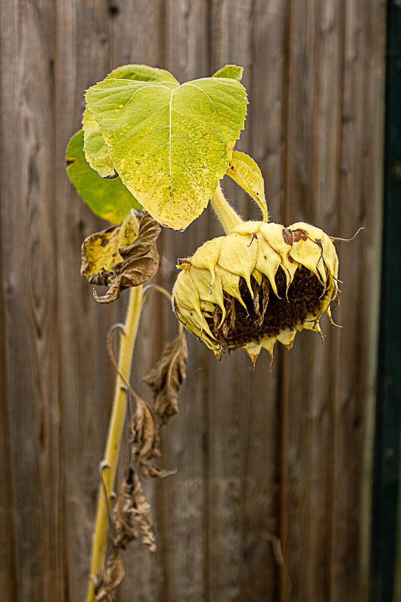 A sunflower nearing the end of its life as autumn dawns, with a heavy, drooping seed head, fading yellow-green leaves and shrivelled brown foliage, set against a weathered wooden fence.