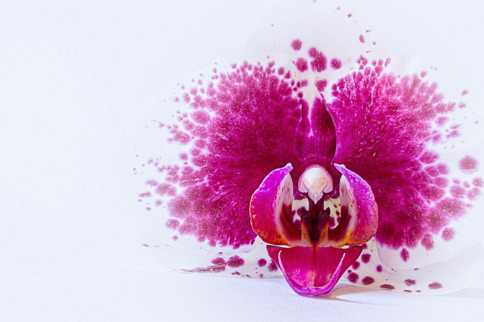 A close-up, front-facing view of a magenta orchid fills the right side of the frame. The flower's central column and lip are clearly visible, showing white, cream, and deep pink details. Surrounding petals are largely overexposed by the high-key lighting, blending into the bright white background. Dense clusters of pink speckles radiate outward from the flower's centre, creating a dramatic, ink-splash-like pattern that gives the image an abstract, artistic quality. The composition uses extensive negative space on the left, drawing attention to the orchid's intricate structure and vibrant colour.