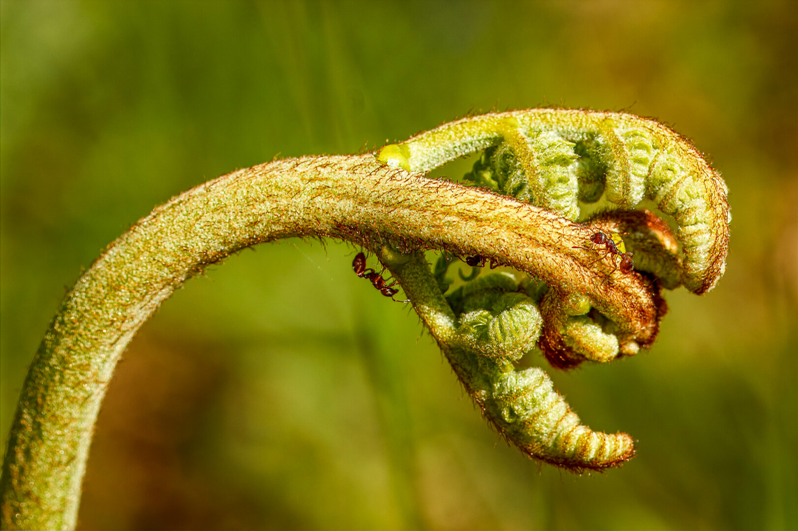 Macro image of a newly emerging bracken frond, curled into characteristic fiddlehead shapes. The pale green stem is densely coated with fine brown hairs, and at least four small reddish-brown ants are visible exploring the underside and outer curve of the frond. Bright sunlight emphasises the plant's texture and the ants' glossy bodies, while the background dissolves into smooth green and amber bokeh.