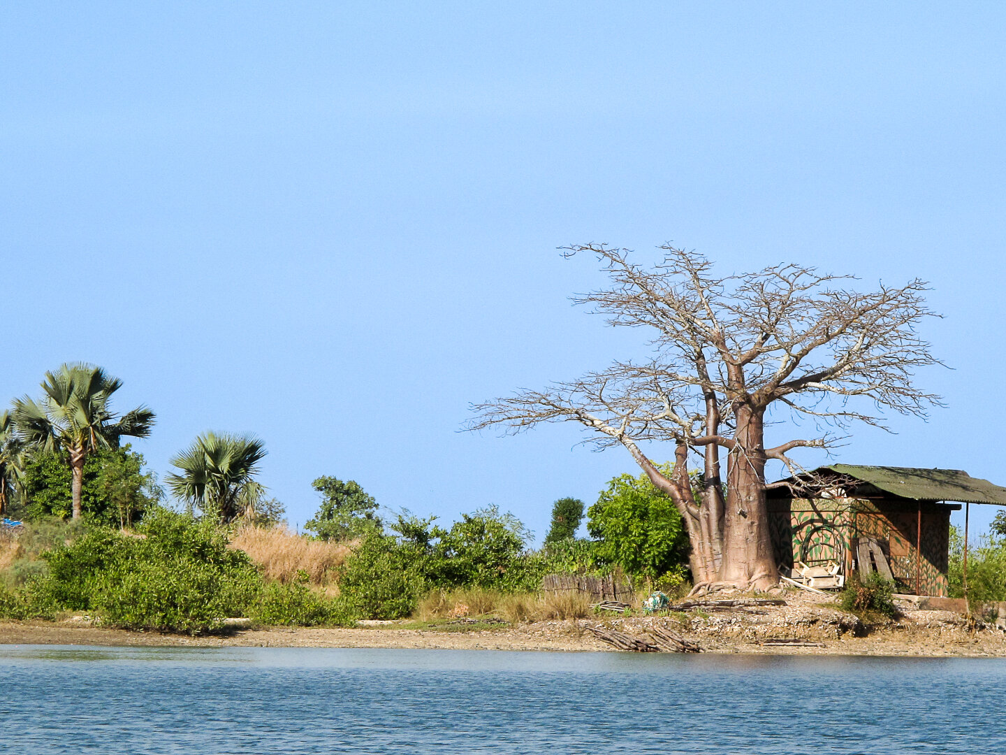 Large baobab tree with a thick, pale trunk stands beside a small rustic building on the shore of a waterway in Makasutu, The Gambia. The leafless branches spread widely against a clear blue sky, while green shrubs and fan palms surround the shoreline. Calm water fills the foreground, highlighting the distinctive shape and scale of the baobab in the riverside landscape.