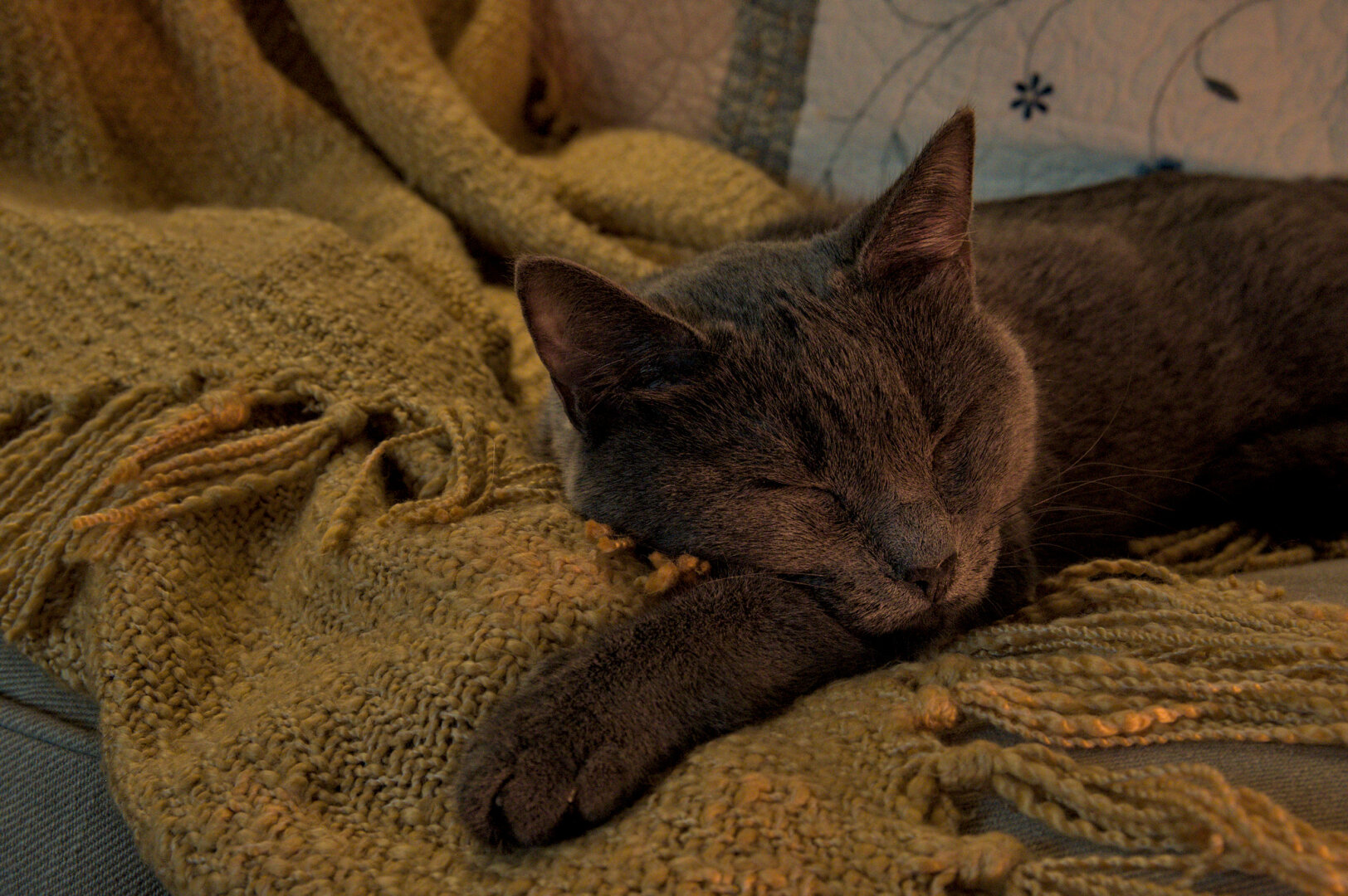 Gray cat sleeping on a tan, fuzzy blanket.