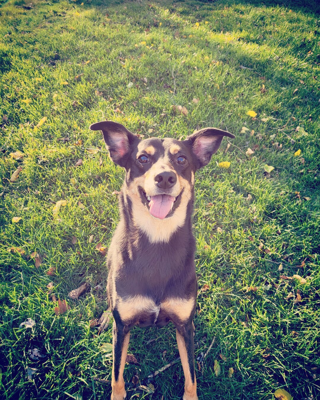 My dog shadow sitting in the green grass with his tongue sticking out