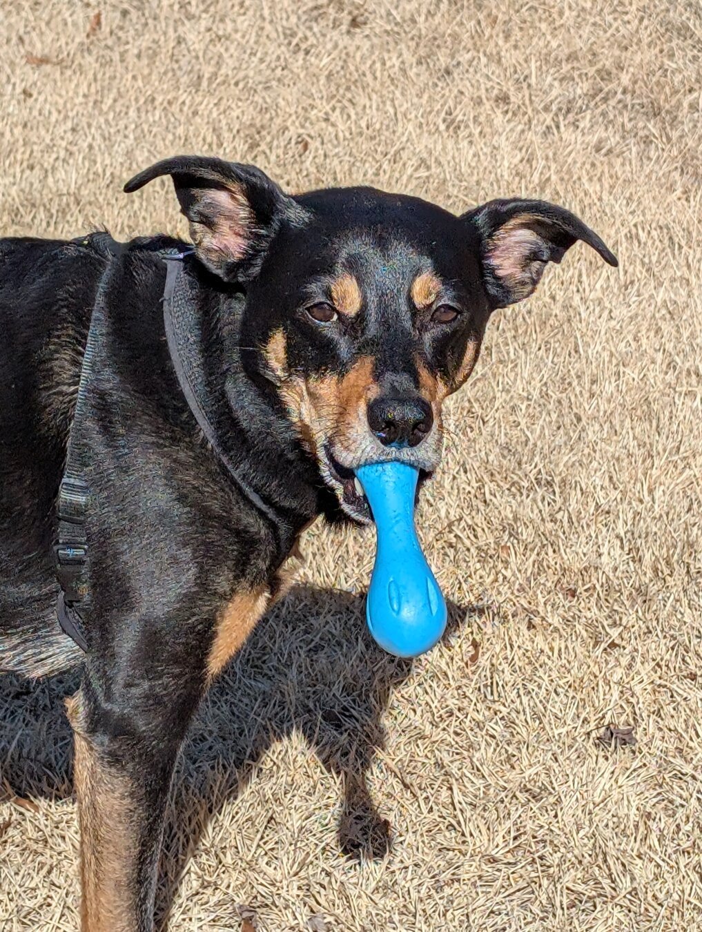 My dog Shadow looking at me with confused look with his blue toy hanging from his mouth