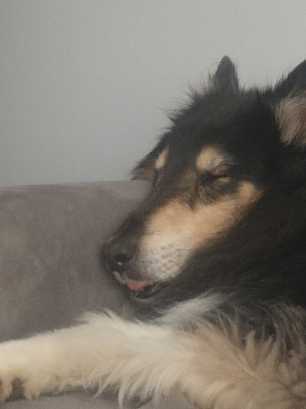 A black and tan rough collie is sleeping with his head resting on an arm rest, the tip of his tongue sticking out