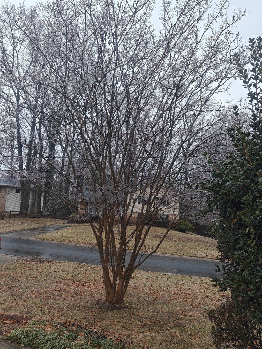 A crepe myrtle who's branches are covered in ice