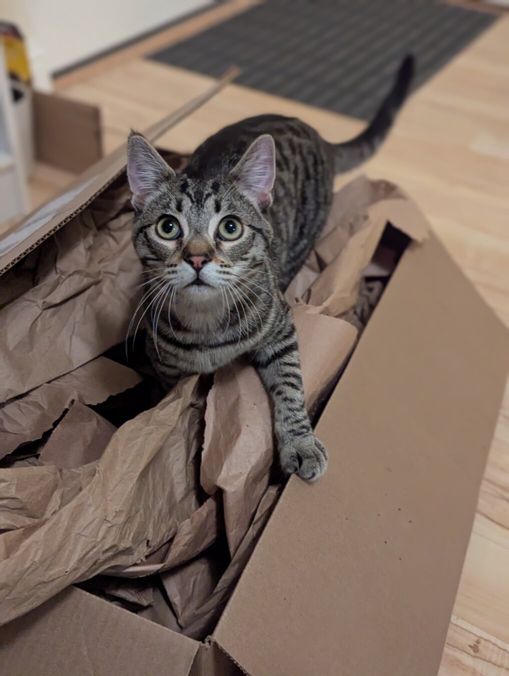 Grey kitten in a box